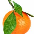 Mandarina roja