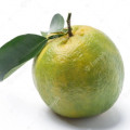 Mandarina verde