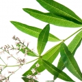 Verbena de limón (Cedrón)