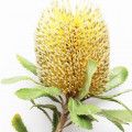 Banksia australiana