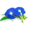 Blue Pea Flower