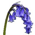 Campanilla