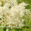 Espirea