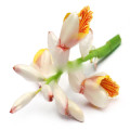 Flor de cardamomo