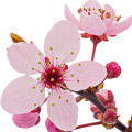Flor de cerezo