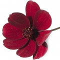 Flor de chocolate