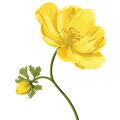 Flor de Jarana