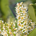Flor de laurel