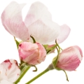 Flor de manzano