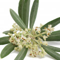 Flor de olivo
