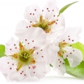 Flor de peral