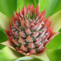 Flor de piña