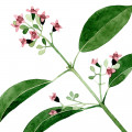 Flor de sándalo