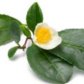 Flor de té blanco
