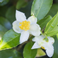 Flor de té verde