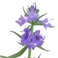 Hisopo