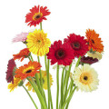 Notas Florales