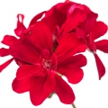 Pelargonio