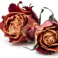Rosa seca