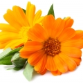 Tagete (Clavel de la India)