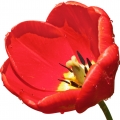 Tulipán