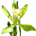 Vainilla bahiana