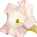 Tabaco blanco
