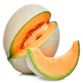 Cantalupo