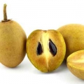 chicozapote