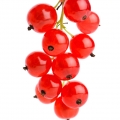 Grosella roja