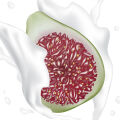 Leche de higo