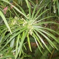 Aceite de cipriol o Nagarmotha