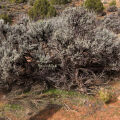 Artemisia del desierto