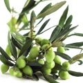 Olivo