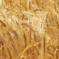 Cebada