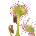 Drosera