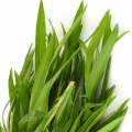 Estragón