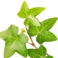 Hiedra