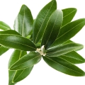 Hoja de olivo