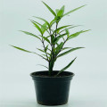 Hoja de sauce