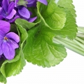Hoja de violeta