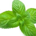 Menta verde