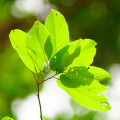 Meranti blanco