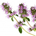 Salvia esclarea
